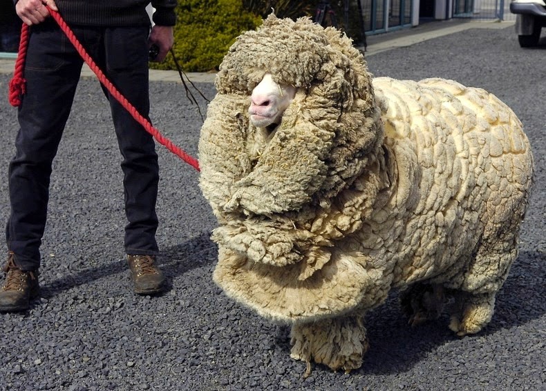 10-reasons-why-shrek-the-sheep-is-not-just-any-ordinary-sheep-5-is-incredibly-unbelievable