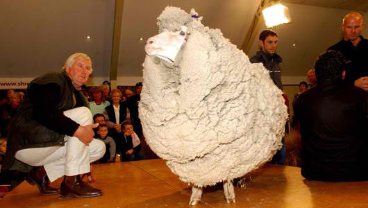 It is normal for Merino sheep to be sheared once a year