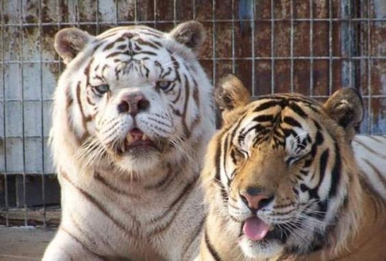 Multiple Deformities of White Tigers2