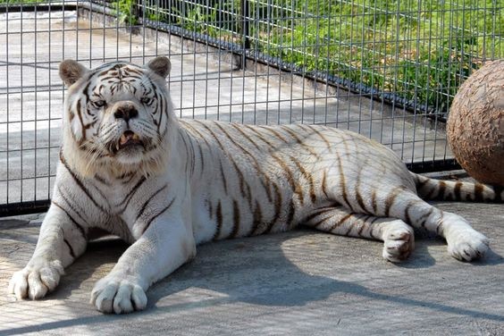 Disorder of the Genetic Diversity of White Tigers