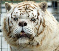 Multiple Deformities of White Tigers