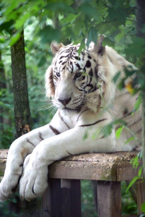 White Tigers for Profit